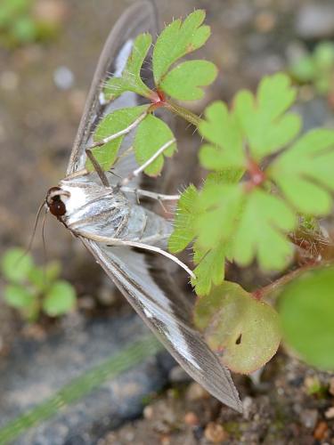 Cydalima perspectalis